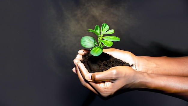 Celebrando el crecimiento Fotografía cautivadora de manos sosteniendo una planta verde joven Abraza la belleza