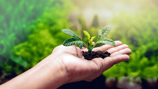 Celebrar o crescimento Foto cativante de mãos segurando uma planta verde jovem Abraçar a beleza