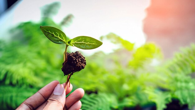 Celebrar o crescimento Foto cativante de mãos segurando uma planta verde jovem Abraçar a beleza