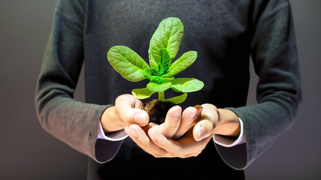 Celebrar o crescimento Foto cativante de mãos segurando uma planta verde jovem Abraçar a beleza