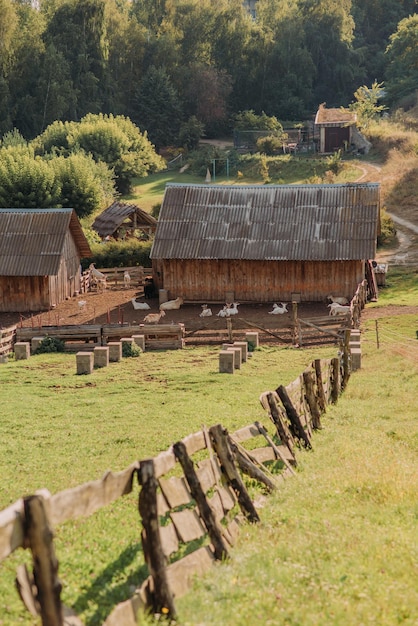 Celeiros de ovinos e caprinos Casas de gado