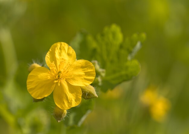 Celidonia mayor, Chelidonium majus