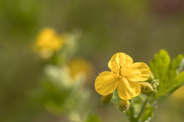 Celidonia mayor, Chelidonium majus