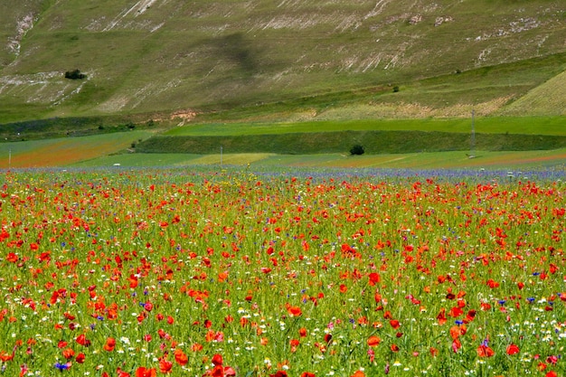 CELLUCCIO DI NORCIA y su floración