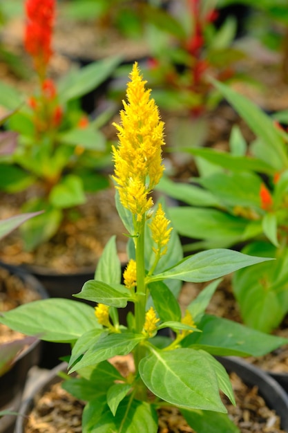 Celosia argentea, comúnmente conocida como la cresta de gallo emplumada. mala hierba problemática. fondo de la naturaleza.