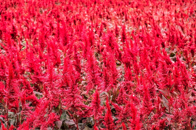 Celosia argentea flores en el jardín