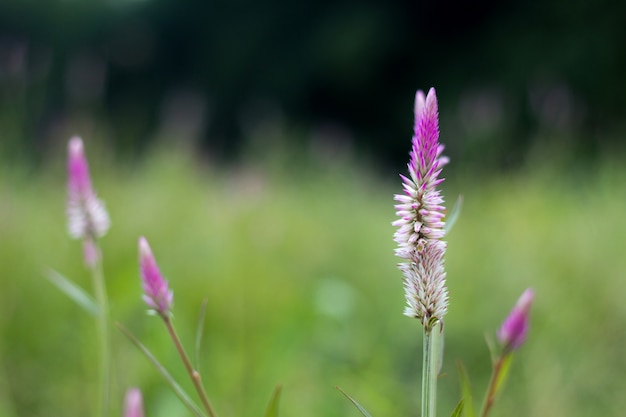 Celosia argentea Linn