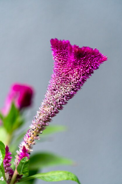 Celosia argentea var. Cristata blüht in einem Garten in Rumänien