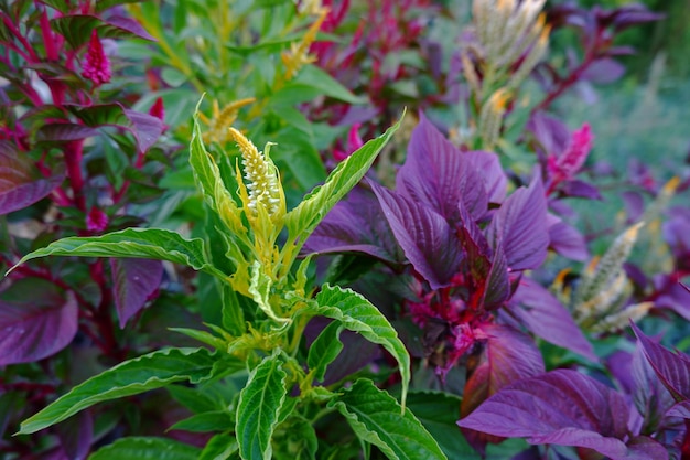 Celosia-Blütenstand auf einem Hintergrund von grünen und violetten Blättern