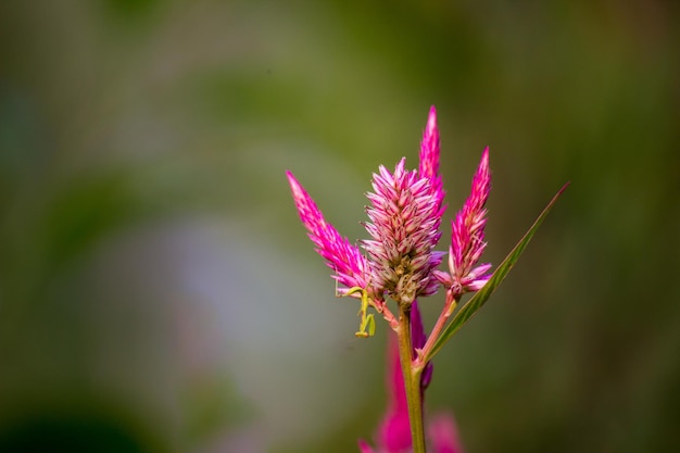 Celosia-Blume oder auch bekannt als Cock's Comb in voller Blüte