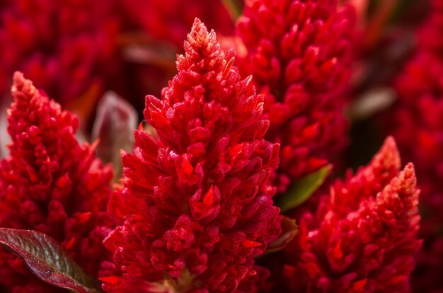 Celosia cristata hoja de planta roja Blossom botánica flor natural Generar Ai