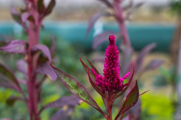 Celosia cristata im Park