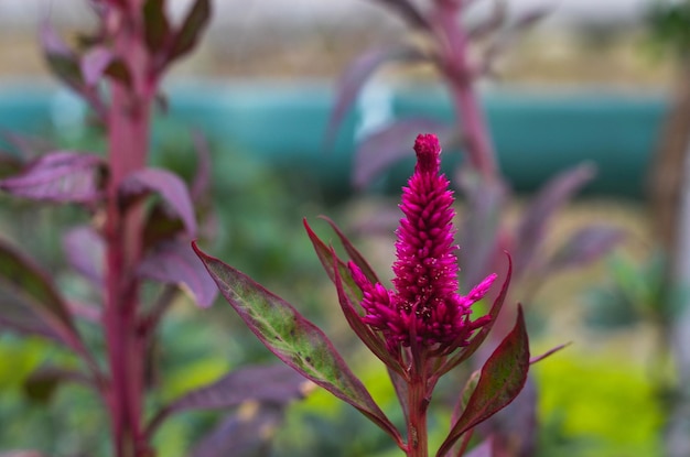 Celosia cristata no parque