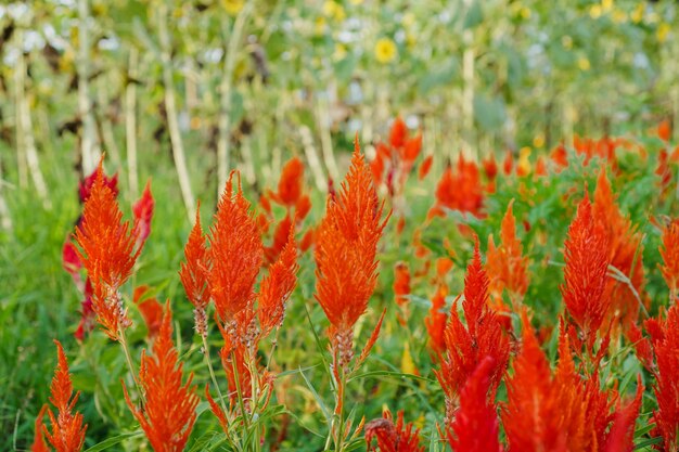 Foto celosia es una flor roja y se refiere a las cabezas de flores parecidas a llamas. las especies se conocen comúnmente como woolf.