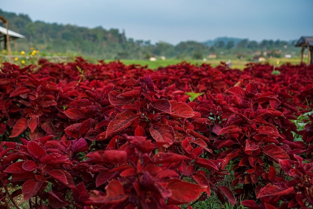 Celosia es una flor roja y se refiere a las cabezas de flores parecidas a llamas. Las especies se conocen comúnmente como woolf.