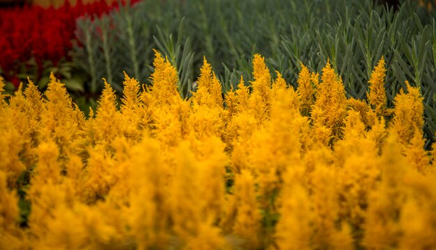 Celosia Flor Planta Follaje Cultivo