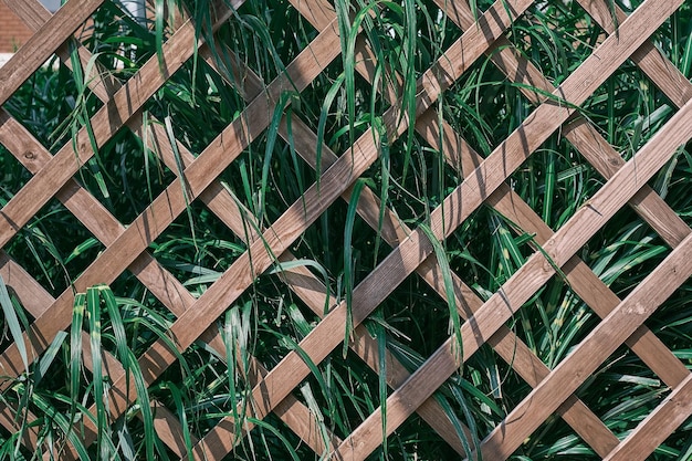 Celosía de madera cubierta de vegetación Follaje de hierba con hojas verdes y blancas sobre fondo de enrejado de jardín o salvapantallas para banner de naturaleza