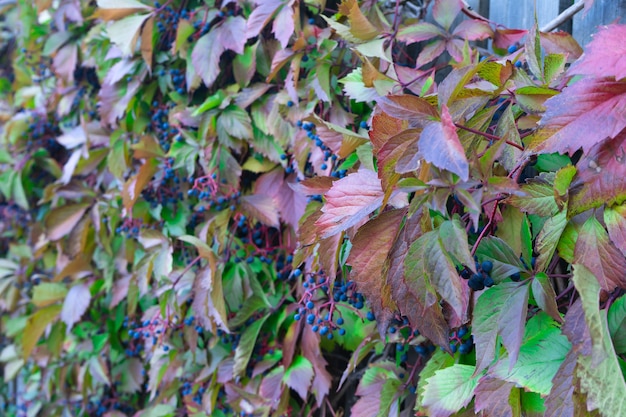 Celosía de madera con hojas rojas de uvas silvestres.