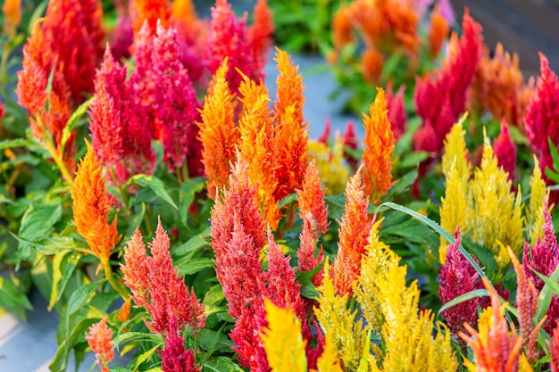 Celosia plumosa-Blume