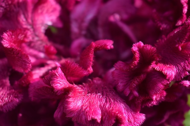 Foto celosia purple bombay flor color de moda 2023 viva magenta