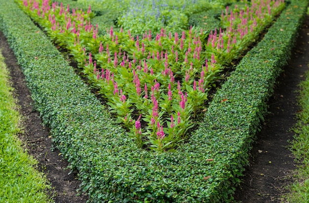 Celosia roja argentea