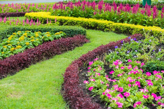 Celosia vermelha argentea