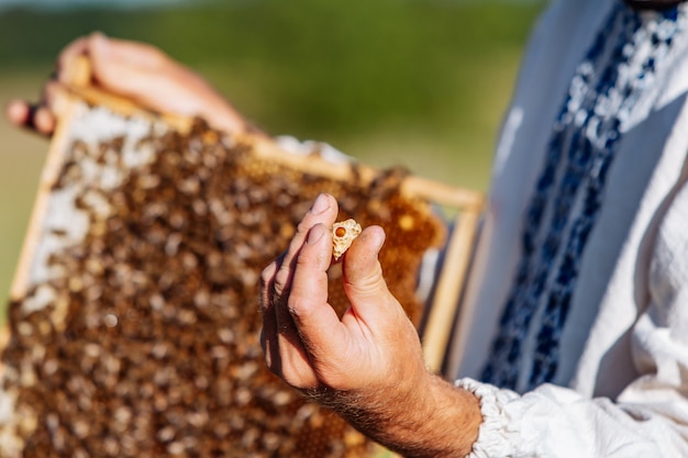 Célula de la miel con el primer de las abejas en un día soleado. Apicultura. Colmenar