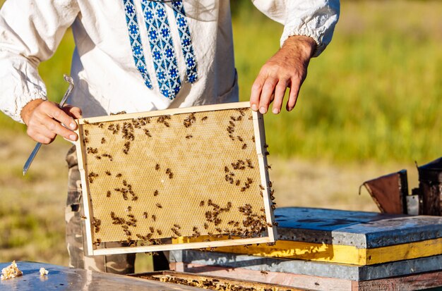 Célula de la miel con el primer de las abejas en un día soleado. Apicultura. Colmenar