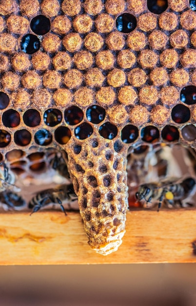 Célula rainha na colméia incubação de uma nova abelha rainha