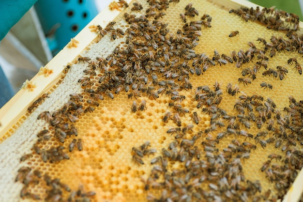 Células de abejas melíferas selladas en el marco. Pequeño marco de madera con panales llenos de miel de acacia.