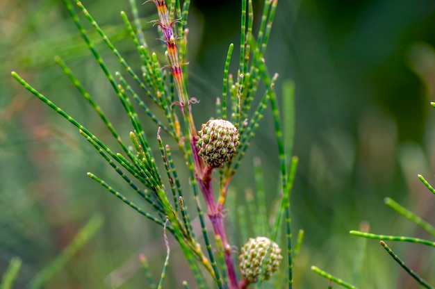 Cemara Udang Pino australiano o pino silbante Casuarina equisetifolia hojas y semillas