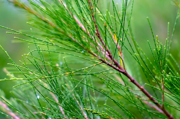 Cemara Udang Pino australiano, pino silbante Casuarina equisetifolia deja foco superficial