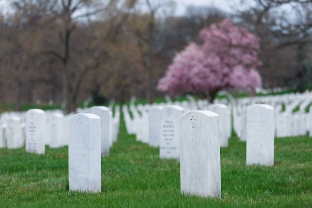 Cementerio Nacional de Arlington con hermosas flores de cerezo y lápidas, Washington DC, EE. UU.