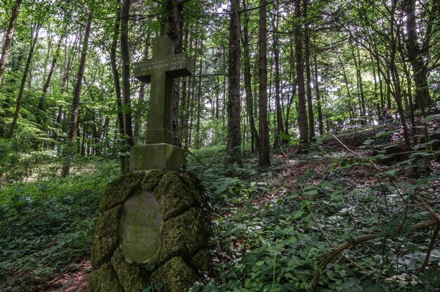 Cementerio del viejo bosque