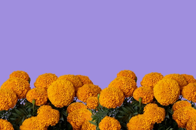 Foto cempasuchil-blume mit platz für text oben und lila hintergrund