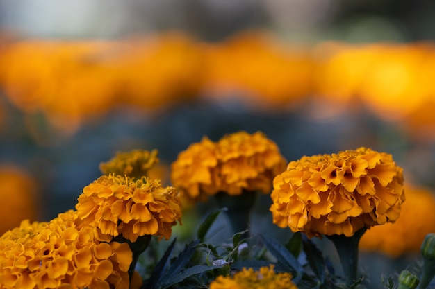 Cempasuchil Blumen im Feld schließen oben