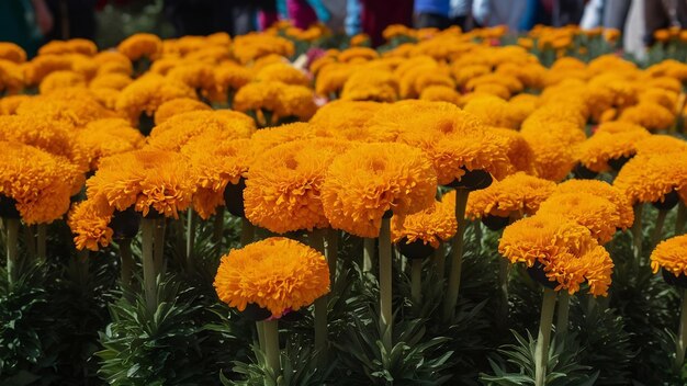 Foto cempasuchil flores de margarida amarela para altares do dia dos mortos no méxico