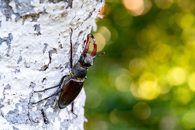 Cena ao ar livre Lucanus cervus veado ao ar livre em Habitat Natural