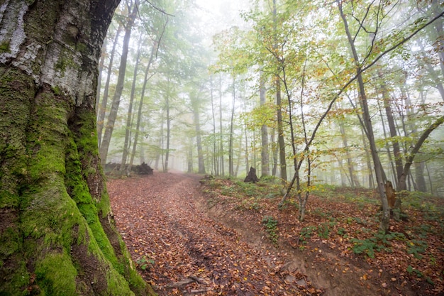 Cena colorida da floresta ensolarada na temporada de outono com árvores amarelas em dias claros.