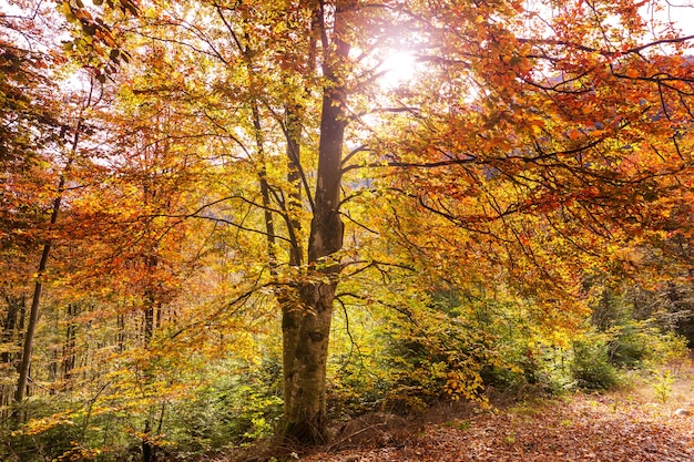 Cena colorida da floresta ensolarada na temporada de outono com árvores amarelas em dias claros.