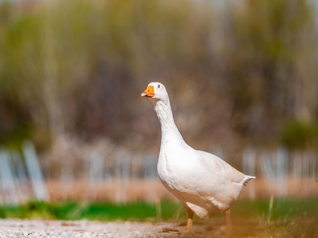 Cena com ganso selvagem branco caminhando em busca de comida