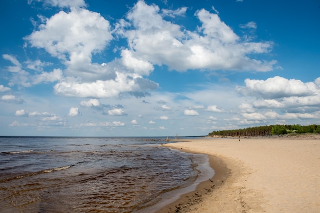 Cena costeira de carnikava letônia no mar báltico com árvores caídas em um dia ensolarado
