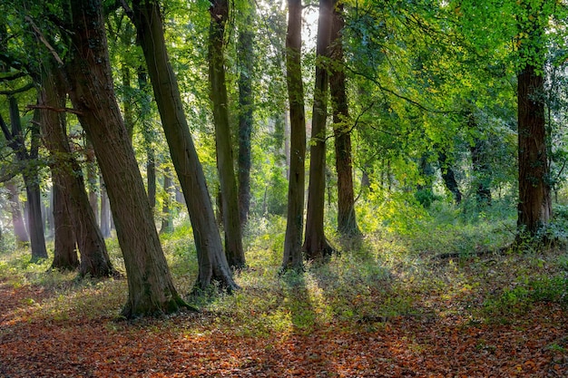 Cena da floresta Yorkshire Inglaterra