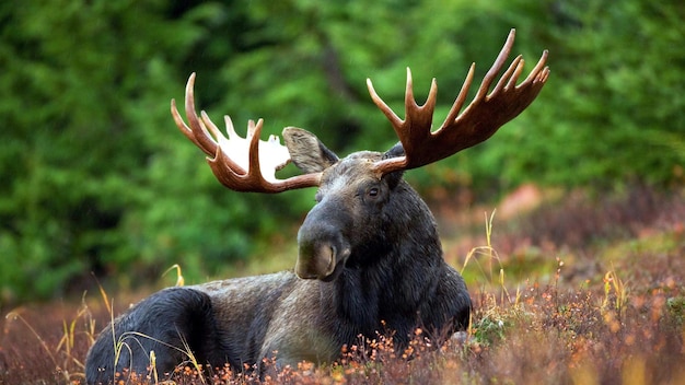 cena da natureza