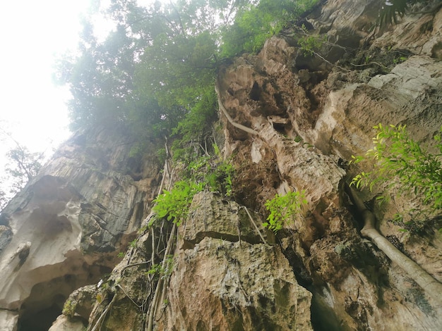 cena das plantas de crescimento excessivo de vegetação ao redor da encosta da colina de calcário