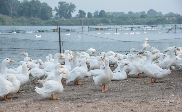 cena de criação de patos na fazenda