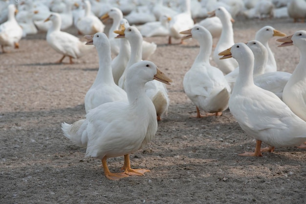 cena de criação de patos na fazenda