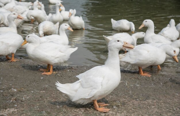 cena de criação de patos na fazenda