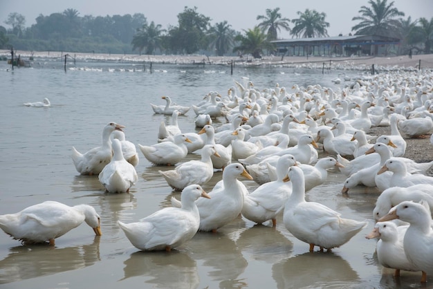 cena de criação de patos na fazenda