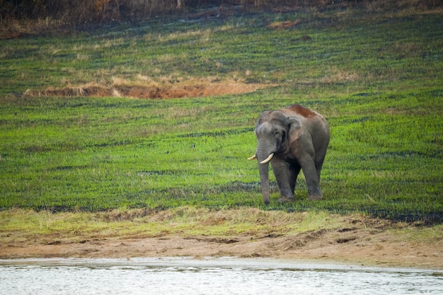 Foto cena, de, elefantes, em, khao yai, parque nacional, tailandia